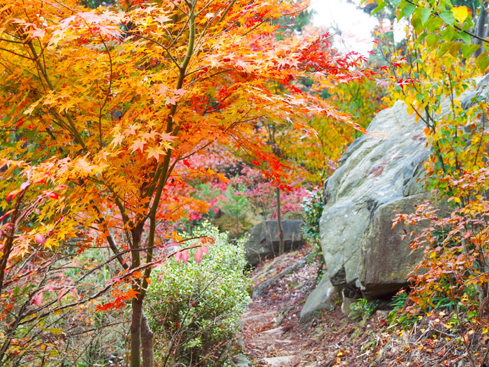 弘法寺の紅葉